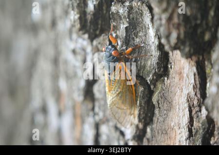 Cicada sitting on the bark of a tree Stock Photo