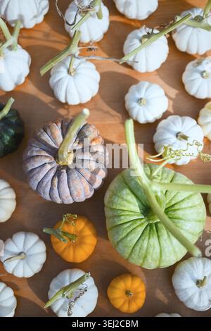 Flat lay of colorful pumpkins and white gourds on wooden background. Autumn harvest pattern with ornamental squash and seasonal decor vibe Stock Photo