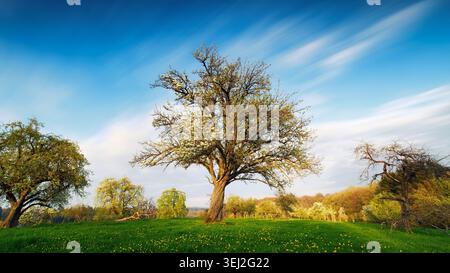 Beautiful tree on blossoming meadow in spring, with blue sky and white soft clouds in the background Stock Photo