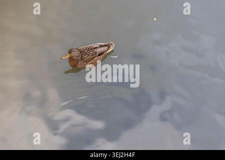Birds on an autumn river, waterfowl with colorful plumage swim through a cold pond with beautiful details, creating circles on the water on an overcas Stock Photo