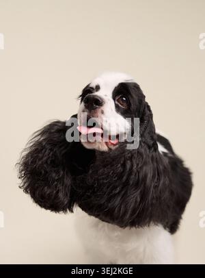 A detailed portrait of the dog with focused eyes and slightly open mouth. Its shiny coat and expression are clearly lit in the soft setting. Stock Photo