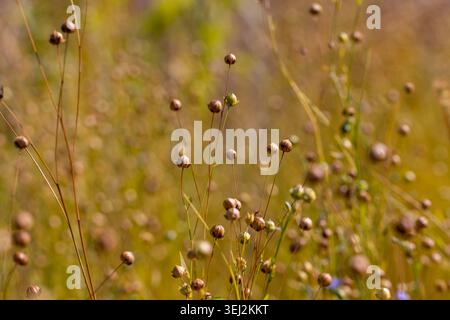 Dry flax pods on thin branches, ripe flax with brown testicles is located in the center of the frame against the background of a blurred summer landsc Stock Photo