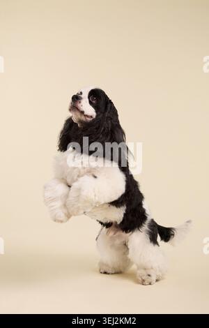 An American Cocker Spaniel dog sits calmly on a beige studio background. Silky coat and elegant posture create clean commercial pet portrait Stock Photo