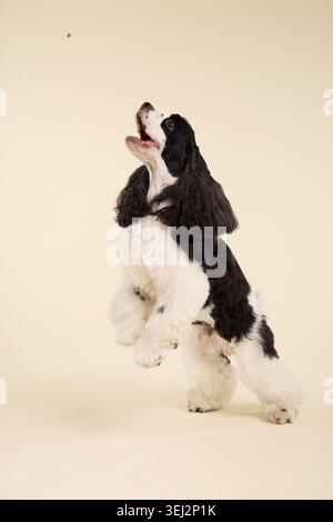 An American Cocker Spaniel dog performs an upright trick indoors. Soft beige background and expressive pose create premium commercial pet photography Stock Photo