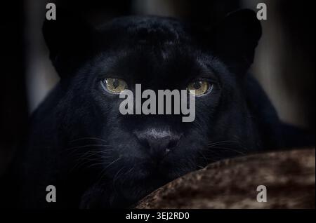 Close-up portrait of black panther with golden eyes in dark natural setting Stock Photo