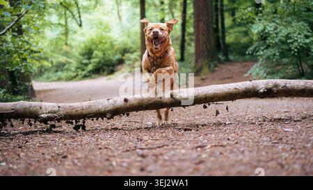 Happy Golden Labrador Retriever jumping over a fallen tree in a forest Stock Photo