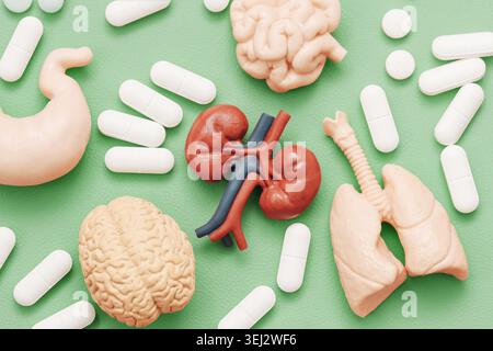 Human organ models with medicine tablets on green background. Medical anatomy education background for healthcare training and biology learning. Stock Photo