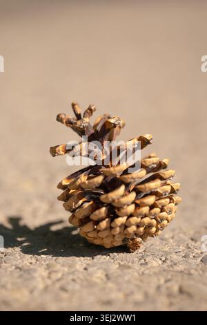 A detailed vertical close-up of a single brown pine cone resting on sunlit asphalt Stock Photo