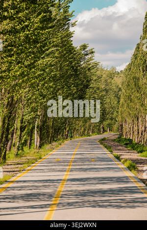 Vertical view of a paved bike lane with yellow markings running through an avenue of tall green poplars Stock Photo