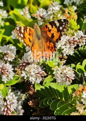 Painted lady butterfly (Vanessa cardui) on a Hebe plant, Wales, UK, May. Stock Photo