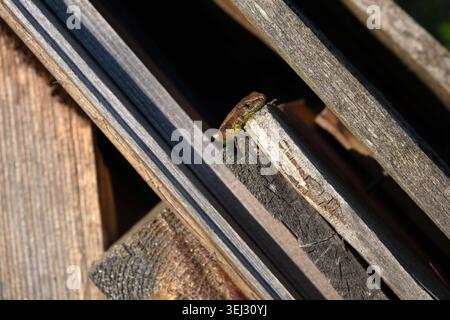 Small lizard resting on weathered wooden boards Stock Photo