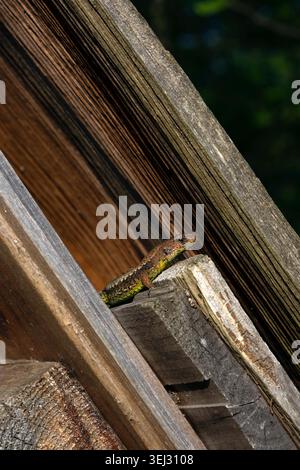Small lizard resting on weathered wooden boards Stock Photo