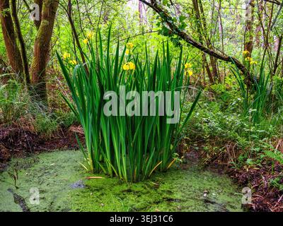 Yellow Flag or Iris I. pseudacorus flowers growing in woodland bog by the Sweet Track on Shapwick Heath on the Somerset Levels UK Stock Photo