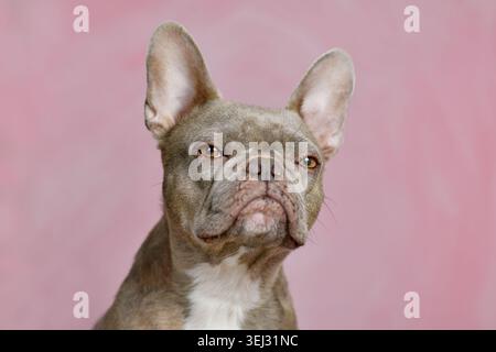 Portrait of a lilac French Bulldog with a very judgmental expression in front of a pink studio background Stock Photo
