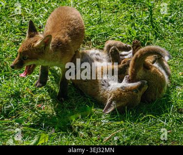 Red Fox Vulpes vulpes vixen and her cubs playing in warm sunshine in an urban garden in Bristol UK Stock Photo