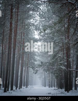 Snow-covered forest road near Lilaste, Latvia Stock Photo