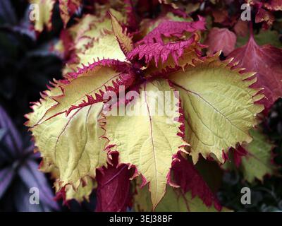 Coleus henna plant close up with serrated chartreuse leaves and dark magenta margins. Stock Photo
