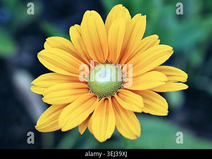 Vibrant Prairie Sun Rudbeckia flower close up with golden yellow petals and light green center disc. Stock Photo