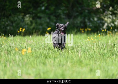 Black Dog Cockapoo running in a green grass field Stock Photo