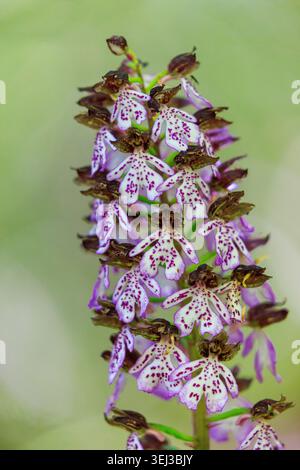 Orchis purpurea, the Lady Orchid in Bloom Stock Photo