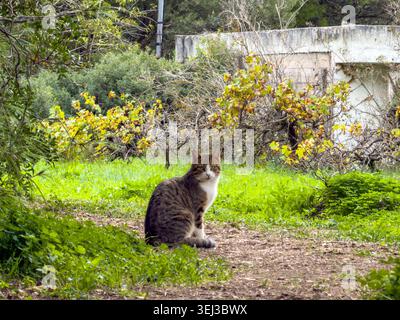 A tabby cat sitting on a grassy field near an old concrete building in Attica, Greece. Autumn foliage and soft daylight. Stock Photo