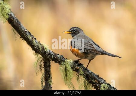 Robin perched on tree in Southcentral Alaska. Stock Photo