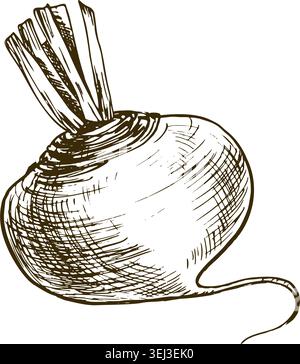 Hand drawn turnip illustration in ink sketch style. Vintage engraved vegetable drawing for culinary design, menu decoration and organic food concept Stock Vector