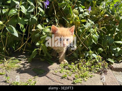 Cute ginger kitten emerging from dense garden foliage on a sunny day. Adorable young cat with blue eyes and soft fur exploring outdoors in natural. Stock Photo
