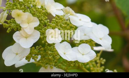 Hydrangea quercifolia, commonly known as oakleaf hydrangea or oak-leaved hydrangea, is a species of flowering plant in the family Hydrangeaceae Stock Photo