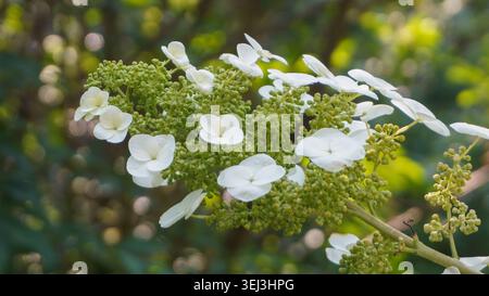 Hydrangea quercifolia, commonly known as oakleaf hydrangea or oak-leaved hydrangea, is a species of flowering plant in the family Hydrangeaceae Stock Photo