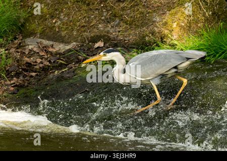 Grey Heron Hunting in a stream Stock Photo