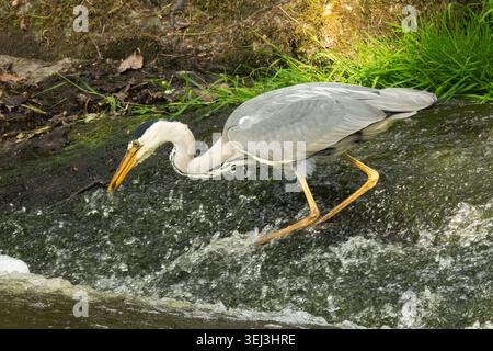 Ardea cinerea Hunting in water Stock Photo