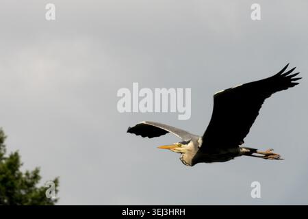 Grey Heron Flying Stock Photo