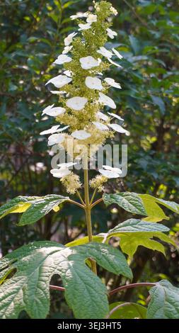 Hydrangea quercifolia, commonly known as oakleaf hydrangea or oak-leaved hydrangea, is a species of flowering plant in the family Hydrangeaceae Stock Photo