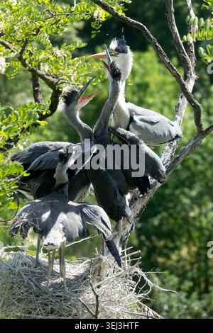 Adult Grey Heron Ardea cinerea feeding chicks in a nest on tree branches Stock Photo