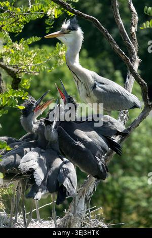 Adult Ardea cinerea feeding chicks in a nest on tree branches, Grey Heron Stock Photo