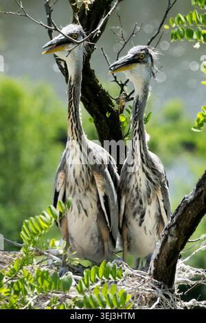 Two Ardea cinerea Chicks on tree nest Stock Photo