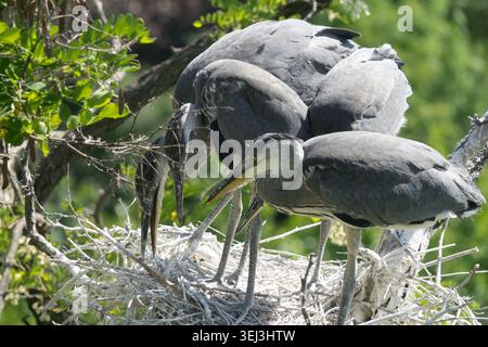 Grey Herons Ardea cinerea in a nest on branches Stock Photo