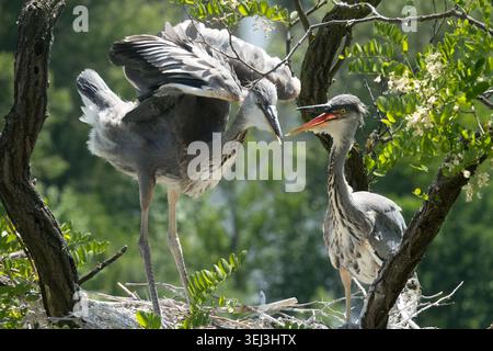 Grey Heron Chicks on nest Stock Photo