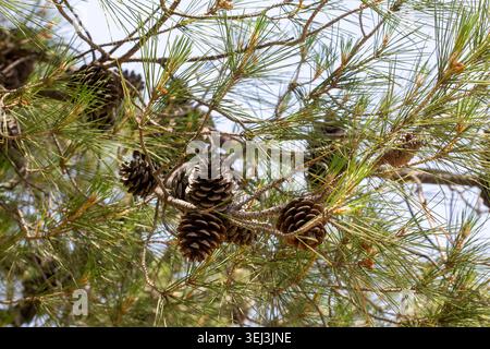 Abundant Pine Cones Growing on Conifer Tree Branches in Bright Sunlight Stock Photo