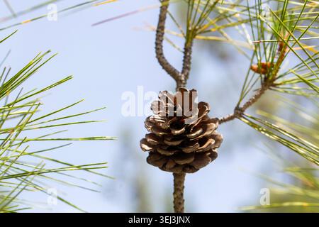 Single Brown Pine Cone Framed by Green Needles Against Blur Sky Background Stock Photo