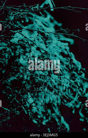 Contrasting cyan-green abstract background of tree branches.Vertical photo Stock Photo