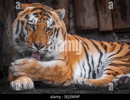 Bengal tiger lying on the ground and licking its paw, powerful big cat portrait with striped fur. Stock Photo
