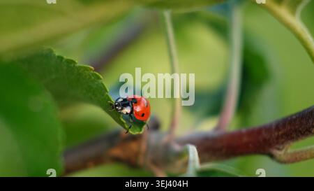 Ladybug on leaf. Aphids killer. Insects killed pests of plants, garden and orchard. Protection from vermin and diseases. The cycle of life in nature Stock Photo