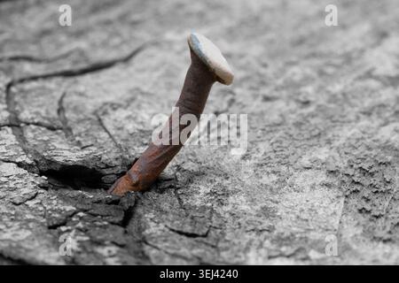 Selective Color Close Up Of Rusted Bent Nail In Weathered Wood Stock Photo