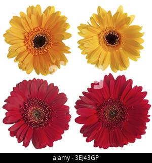 Set of red and yellow gerbera flowers isolated on white background Stock Photo