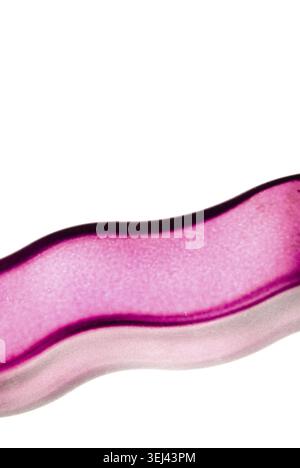 Pink elegant absctact background isolated on white background Stock Photo