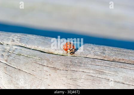 Asian Beetle Posed on a Worn Log in Starved Rock State Park in Illinois Stock Photo