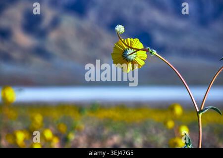 Yellow Desert Wildflower Close Up With Super Bloom And Mountains In Soft Focus Stock Photo