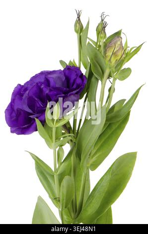 Lacecap Hydrangea (macrophylla normalis) isolated on white background Stock Photo
